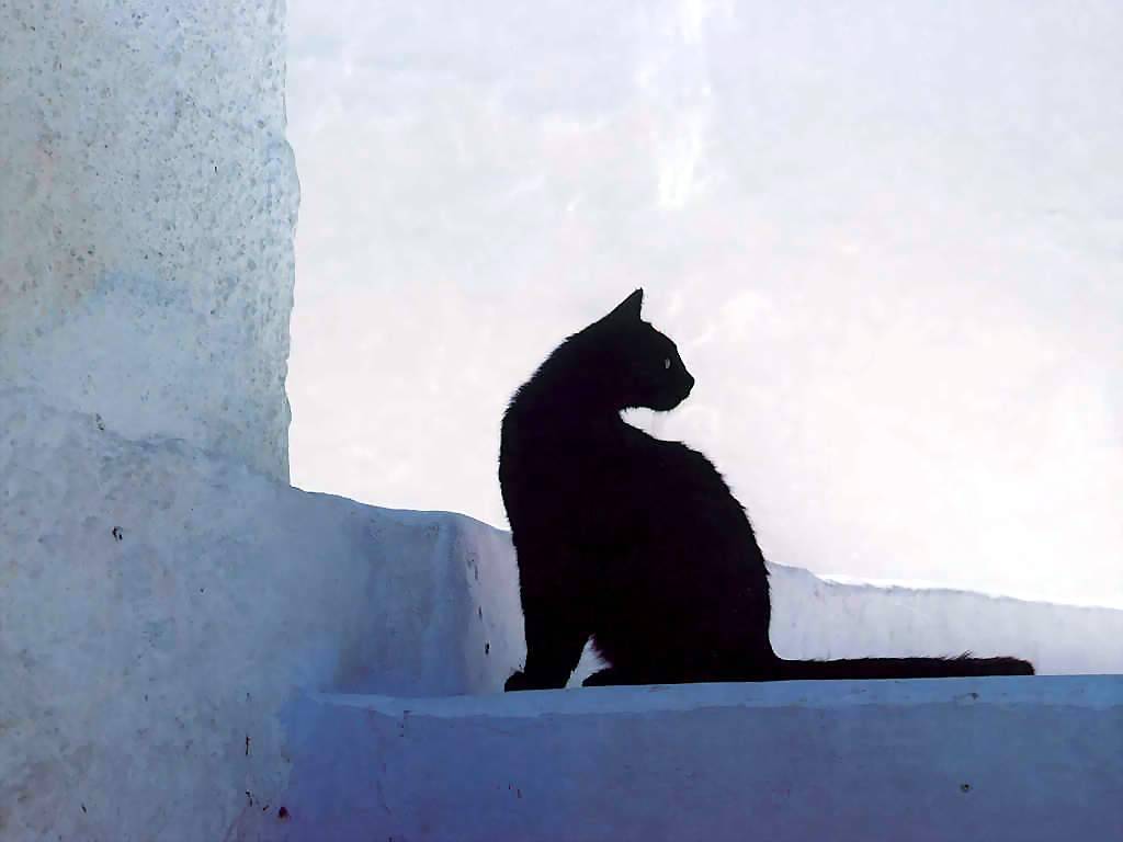 Gatti (254)